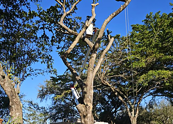 Fort Lauderdale Tree Services All About Trees Tree Service