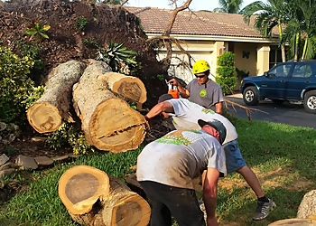 Fort Lauderdale Tree Services All About Trees Tree Service