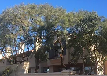 El Cajon Tree Services All Access Tree Care