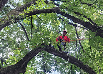 Stamford Tree Services All American Tree & Turf LLC