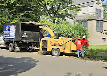 Stamford Tree Services All American Tree & Turf LLC