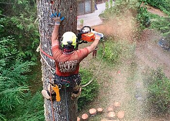 Portland Tree Services All Around Arbor Tree Care