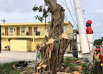 West Palm Beach Tree Services All Brothers Tree Service