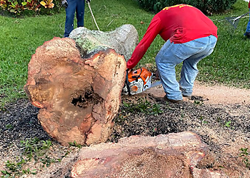 West Palm Beach Tree Services All Brothers Tree Service