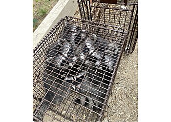 Los Angeles Animal Removal All City Animal Trapping