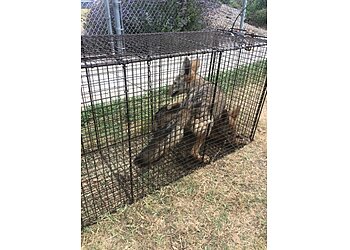 Los Angeles Animal Removal All City Animal Trapping