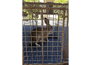 All City Animal Trapping Los Angeles Animal Removal