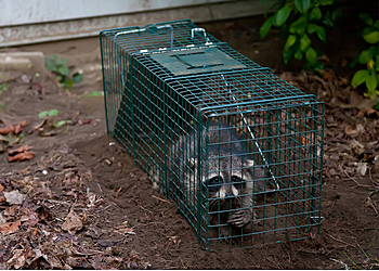 Riverside Animal Removal All City Animal Trapping