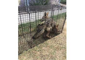 Riverside Animal Removal All City Animal Trapping