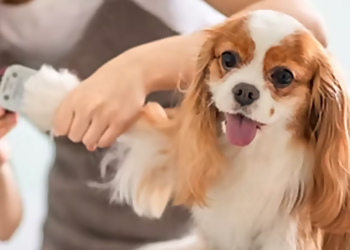 Orlando Pet Grooming All Creatures Pet Grooming