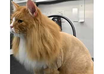 Orlando Pet Grooming All Creatures Pet Grooming
