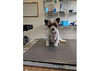 Springfield Veterinary Clinics All Creatures Pet Hospital