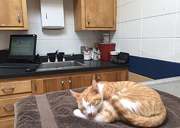 Springfield Veterinary Clinics All Creatures Pet Hospital