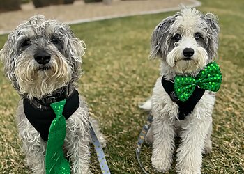 Henderson Dog Walkers All Creatures Pet Sitting