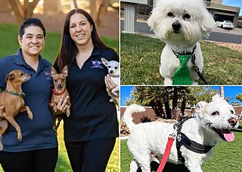 Henderson Dog Walkers All Creatures Pet Sitting