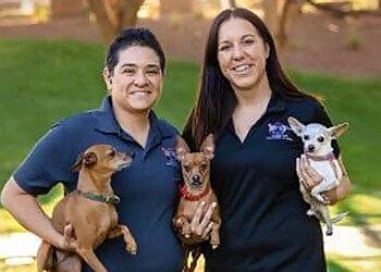 Las Vegas Dog Walkers All Creatures Pet Sitting