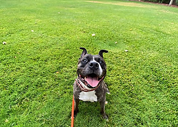 All Creatures Pet Sitting - North Las Vegas, NV Dog Walkers - Service Image