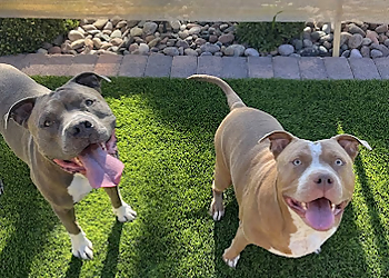 All Creatures Pet Sitting - North Las Vegas, NV Dog Walkers - Service Highlights