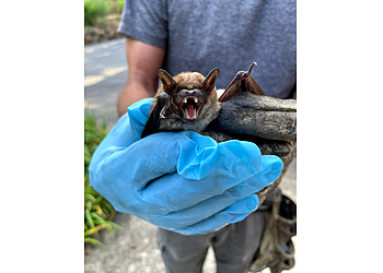 Chattanooga Animal Removal All Creatures Wildlife Services