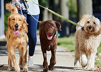 Raleigh Dog Walkers All Critters Petcare Service