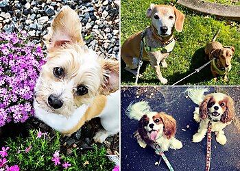 Raleigh Dog Walkers All Critters Petcare Service