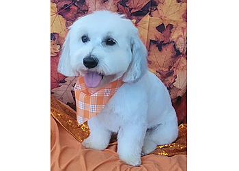 All Dogs Grooming Honolulu - Honolulu, HI Pet Grooming