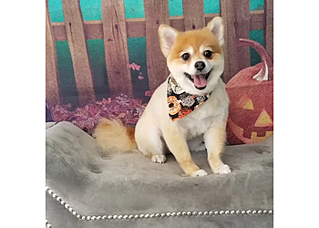 All Dogs Grooming Honolulu All Dogs Grooming Honolulu - Honolulu, HI Pet Grooming