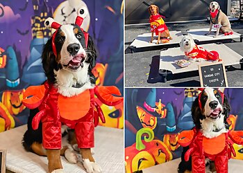 Kansas City Dog Training All Dogs Unleashed