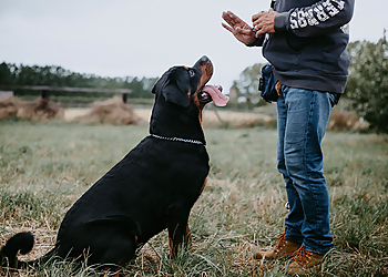 All Dogs Unleashed Dog Training Dallas  - Carrollton, TX Dog Training - Service Highlights