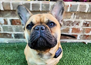 Dallas Dog Training All Dogs Unleashed Dog Training Dallas