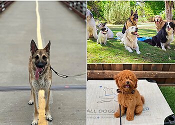 Dallas Dog Training All Dogs Unleashed Dog Training Dallas