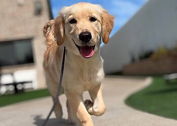 Fort Worth Dog Training All Dogs Unleashed Dog Training Dallas