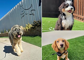 Fort Worth Dog Training All Dogs Unleashed Dog Training Dallas