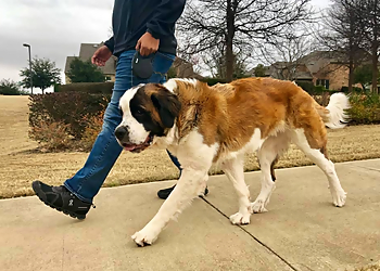 All Dogs Unleashed Dog Training OKC - Oklahoma City, OK Dog Training - Service Highlights
