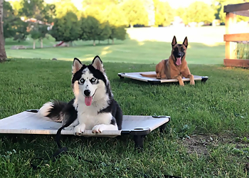 All Dogs Unleashed Dog Training OKC - Oklahoma City, OK Dog Training - Professional Highlights