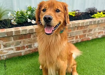 All Dogs Unleashed Dog Training Shreveport - Shreveport, LA Dog Training - Service Highlights