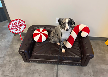 All Dogs Unleashed Dog Training Shreveport - Shreveport, LA Dog Training - Professional Highlights
