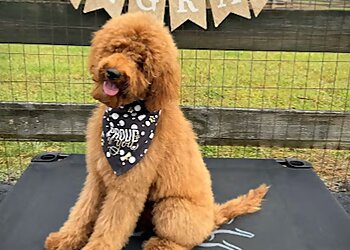 Nashville Dog Training All Dogs Unleashed Nashville