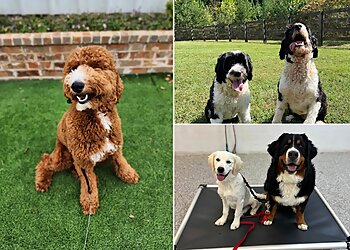 Nashville Dog Training All Dogs Unleashed Nashville