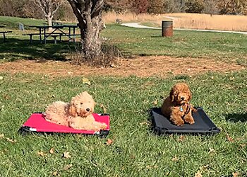 Omaha Dog Training All Dogs Unleashed Omaha