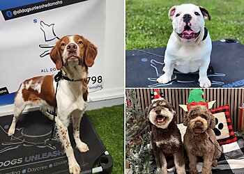 Omaha Dog Training All Dogs Unleashed Omaha