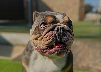 San Antonio Dog Training All Dogs Unleashed San Antonio Texas