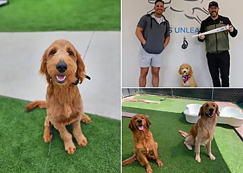 San Antonio Dog Training All Dogs Unleashed San Antonio Texas