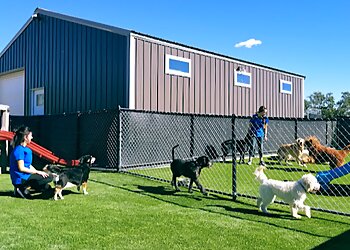 All Dogs Unleashed San Antonio Texas San Antonio Dog Training image 1