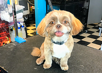 Thornton Pet Grooming All Four Paws Dog Grooming