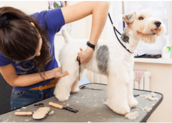 All Four Paws Dog Grooming, Thornton