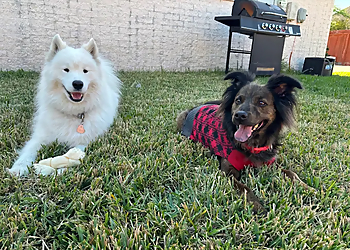 All Fur One Pet Care All Fur One Pet Care - Corpus Christi, TX Dog Walkers - Service Highlights