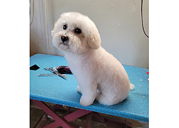 Sterling Heights Pet Grooming All Gods' Creatures Pet Salon