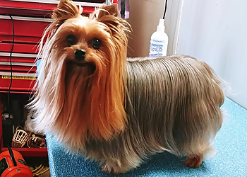 Sterling Heights Pet Grooming All Gods' Creatures Pet Salon