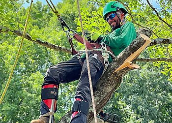 All Green Tree Care - High Point, NC Tree Services - Service Image